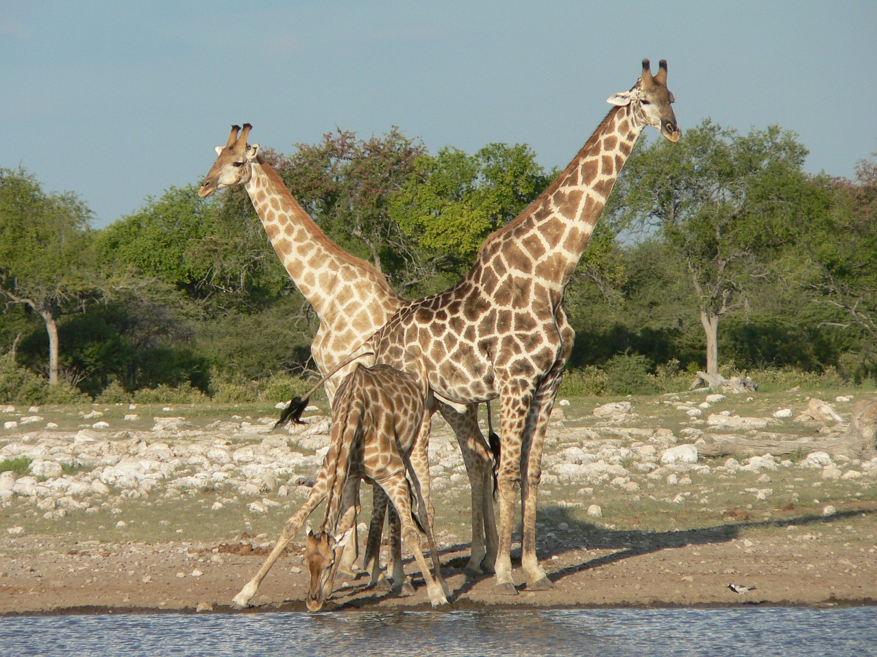 giraffes safari namibia free photo