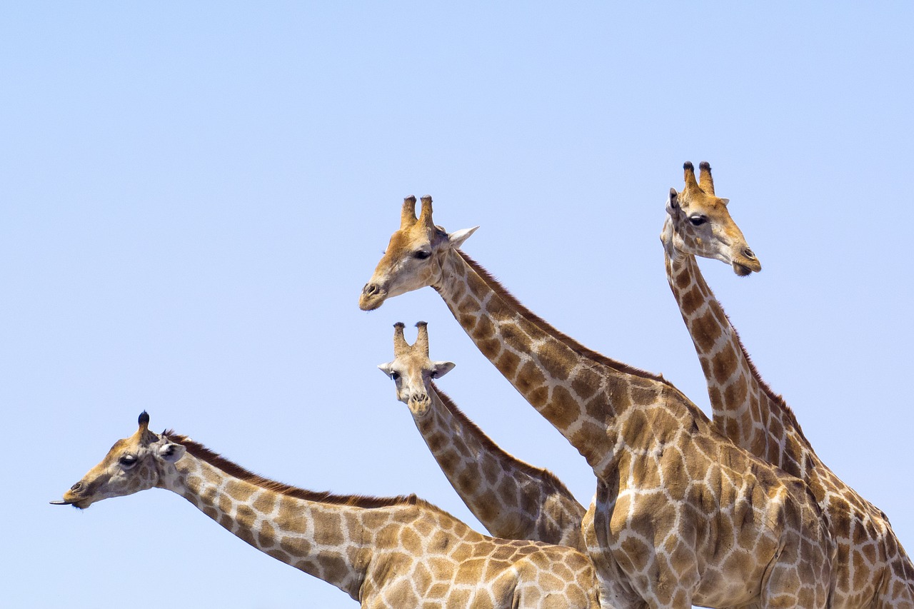 giraffes isolated funny free photo