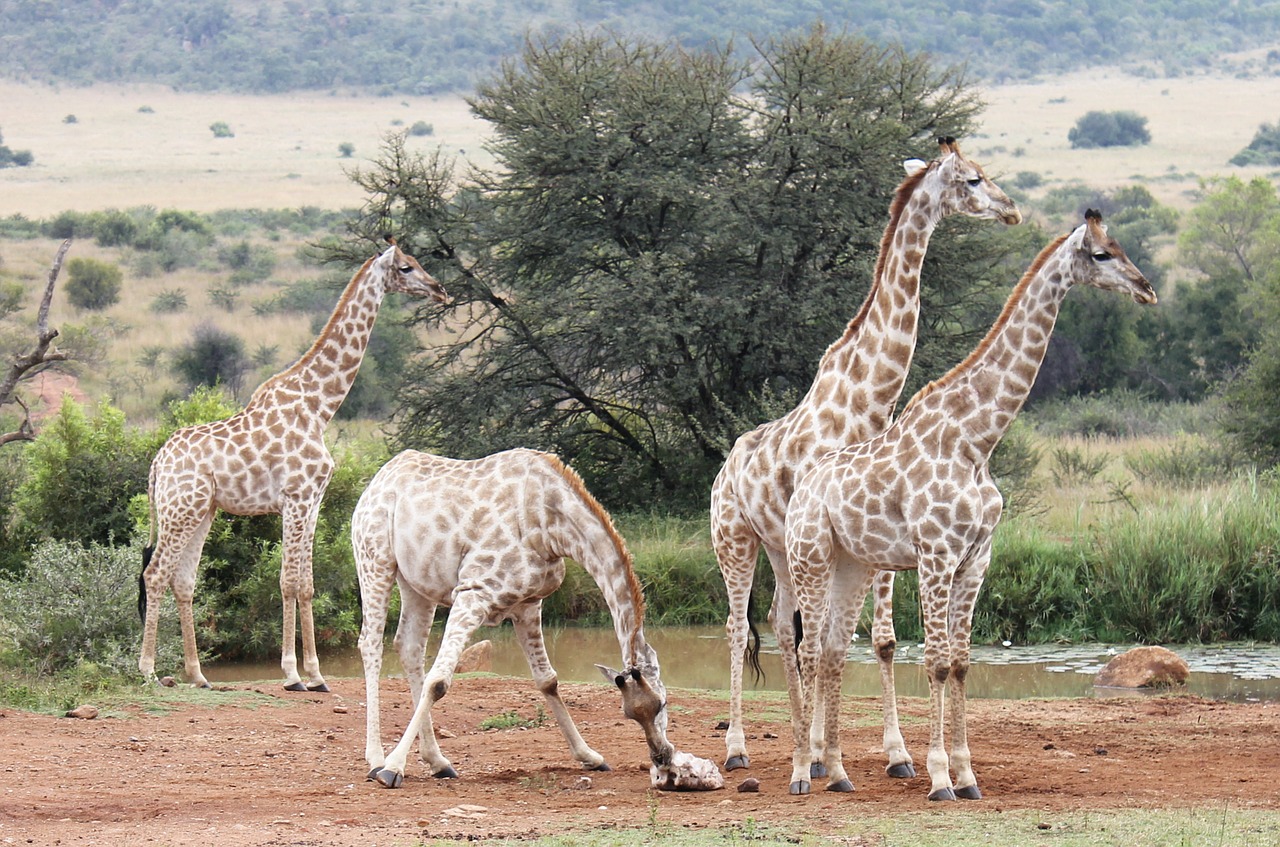 giraffes south africa wilderness free photo