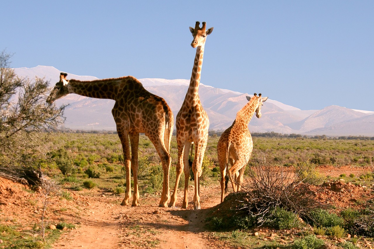 giraffes  south africa  nature free photo