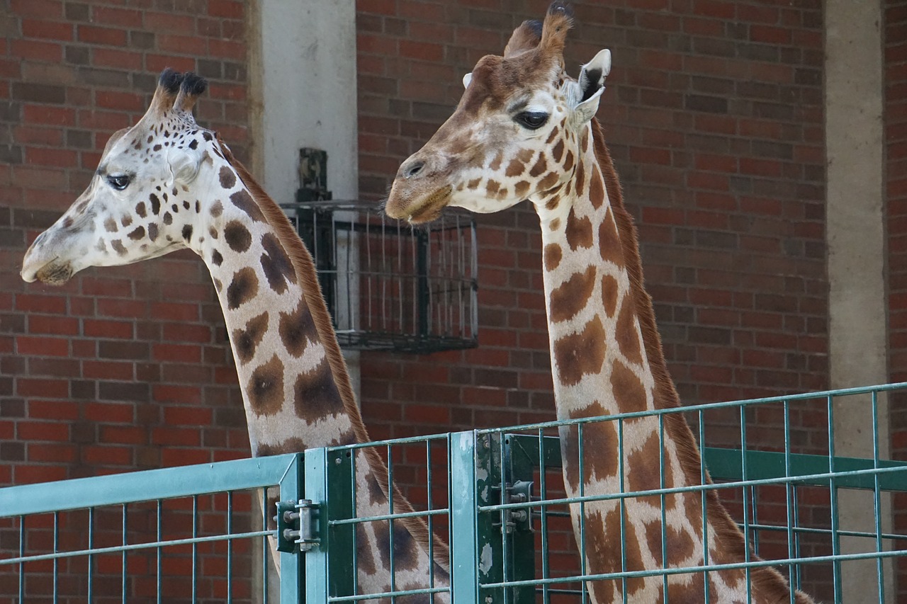 giraffes  zoo  animal free photo