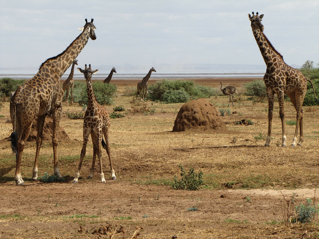 giraffes baby tanzania free photo
