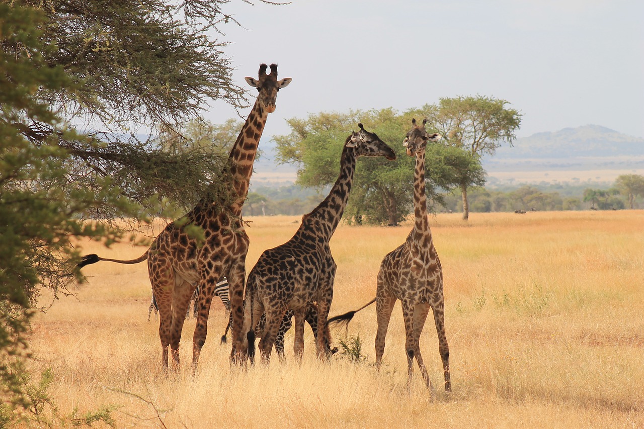 giraffes  serengeti park  tanzania free photo