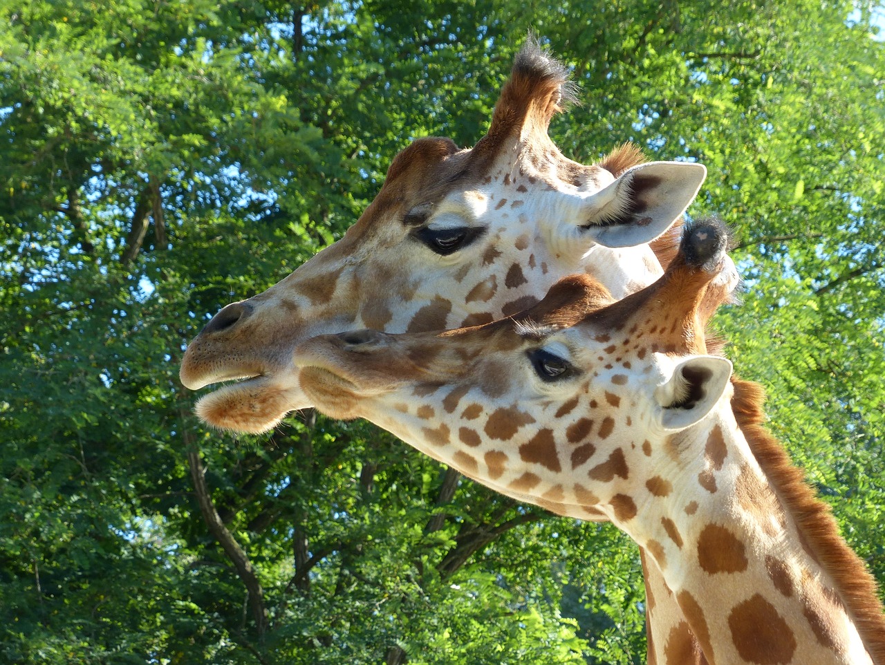 giraffes  zoo  mammal free photo