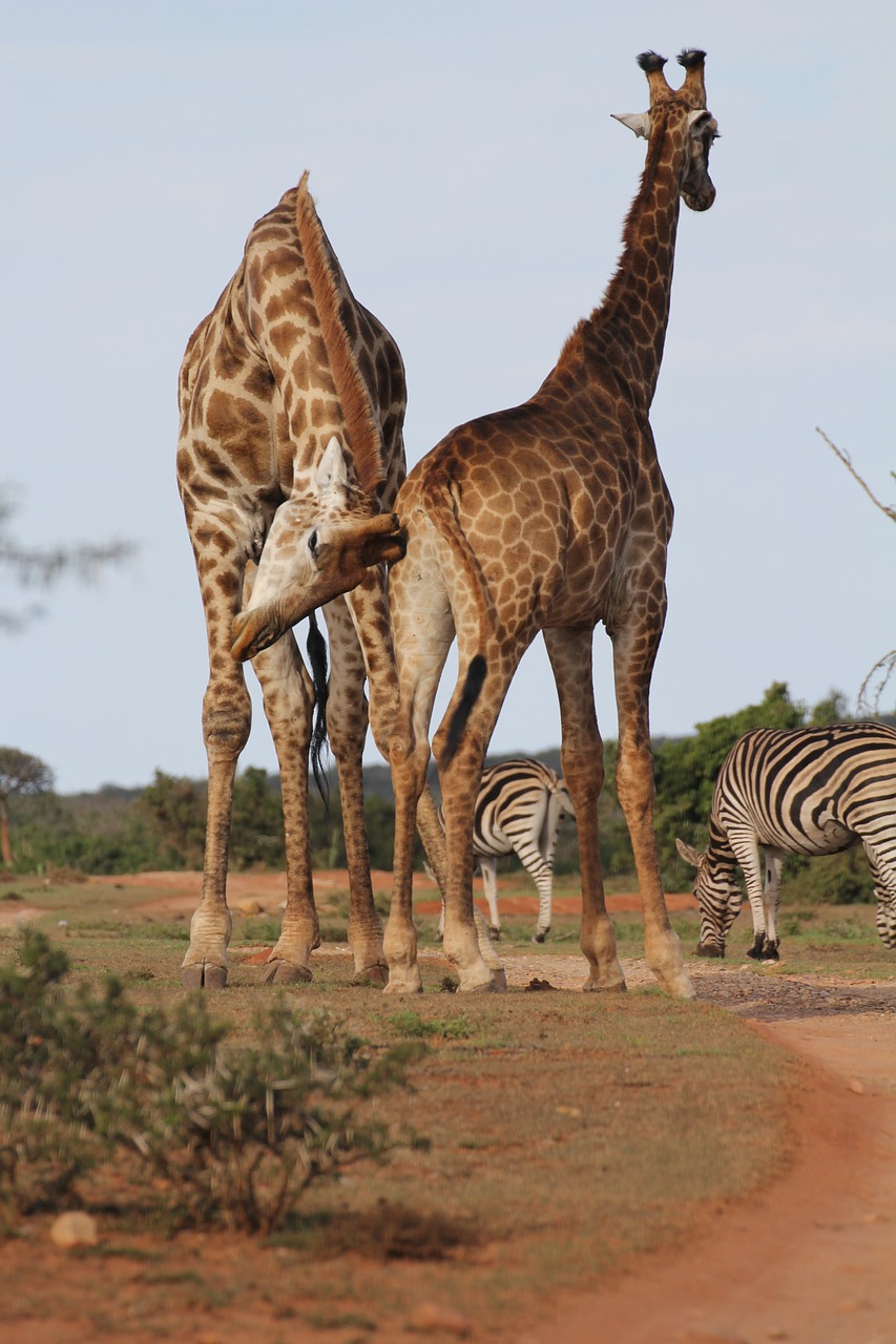 giraffes  two  giraffe free photo