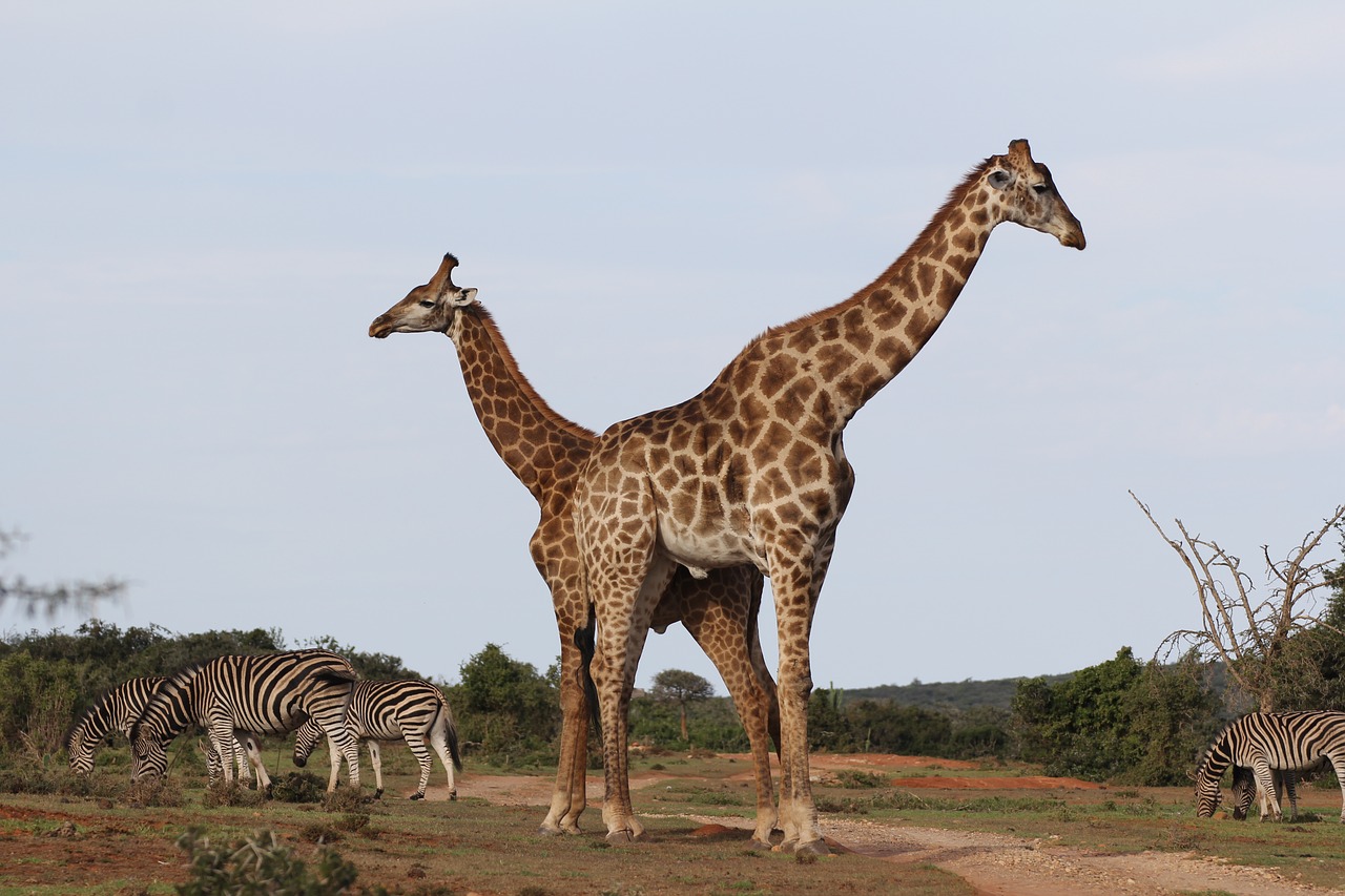 giraffes  pair  zebra herd free photo