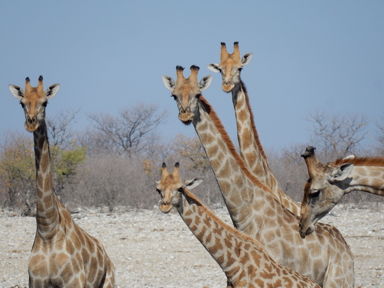 giraffes  etosha national park  namibia free photo