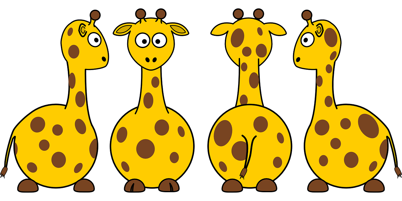giraffes mammals animals free photo