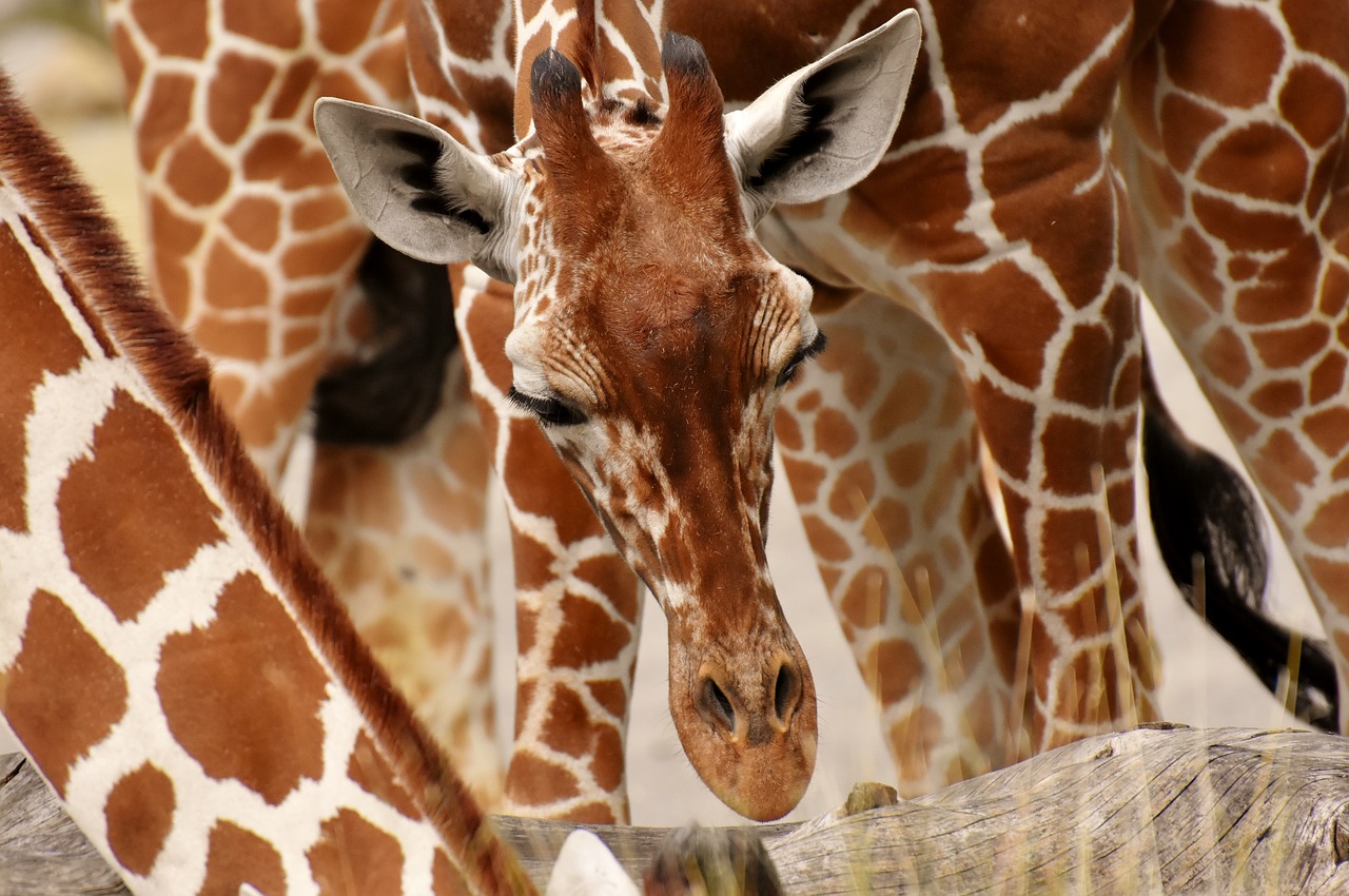 giraffes  wild animal  stains free photo