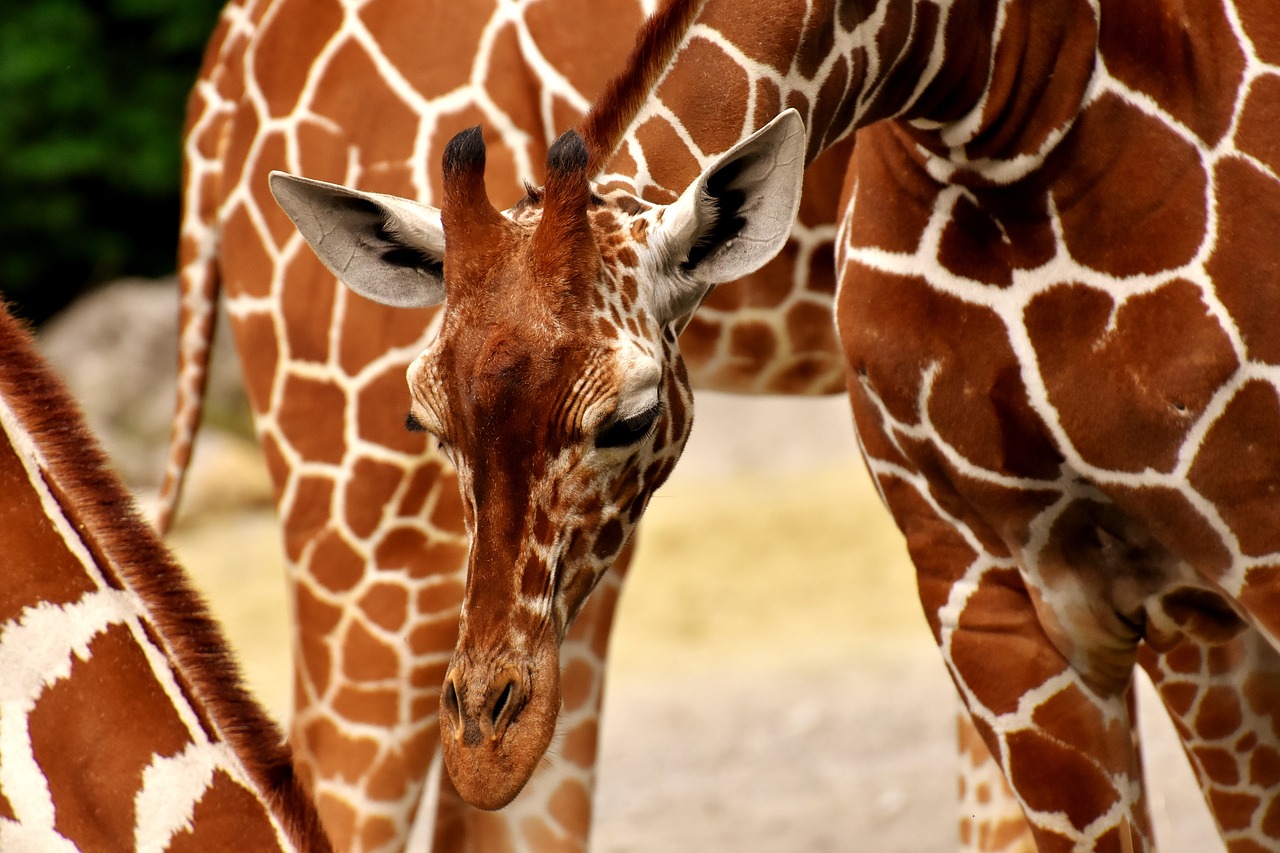 giraffes  wild animal  stains free photo