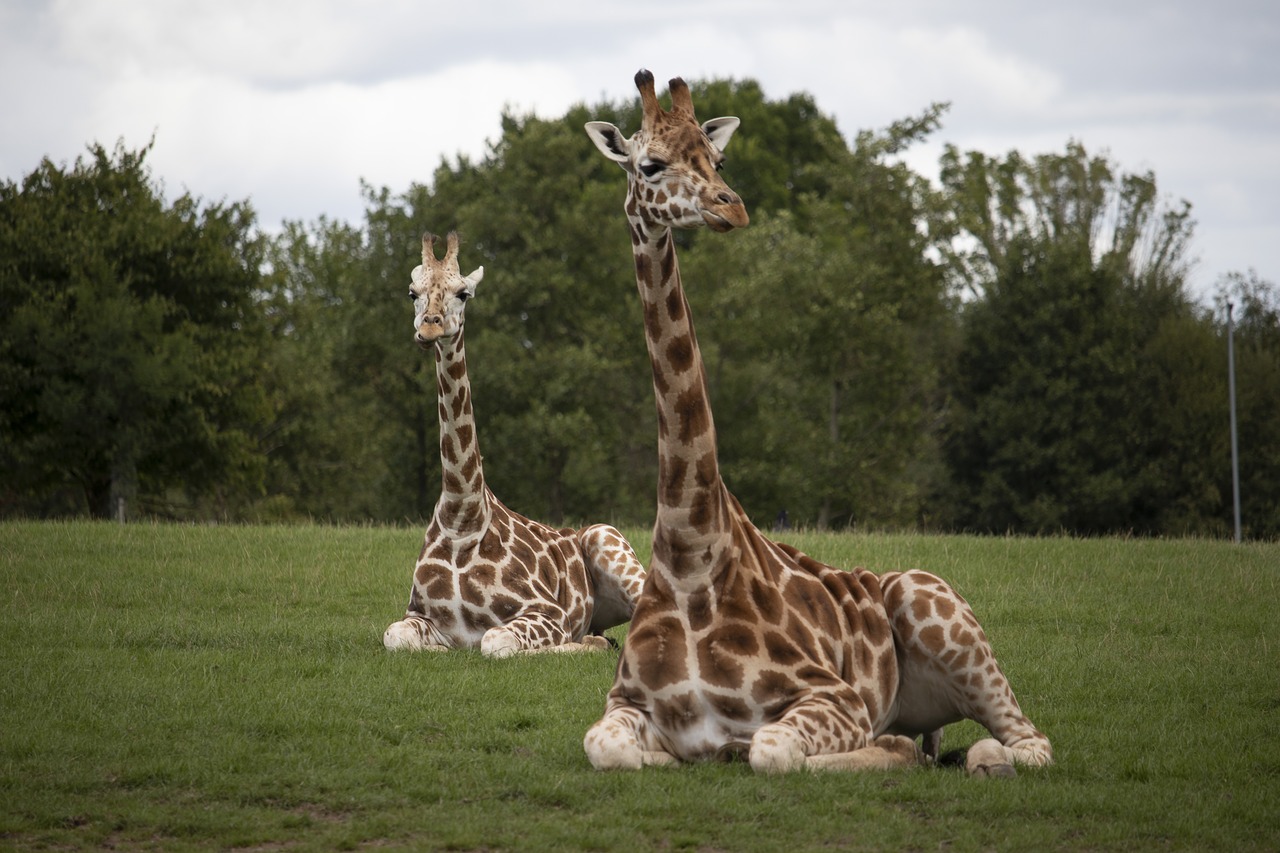 giraffes  wildlife  park free photo