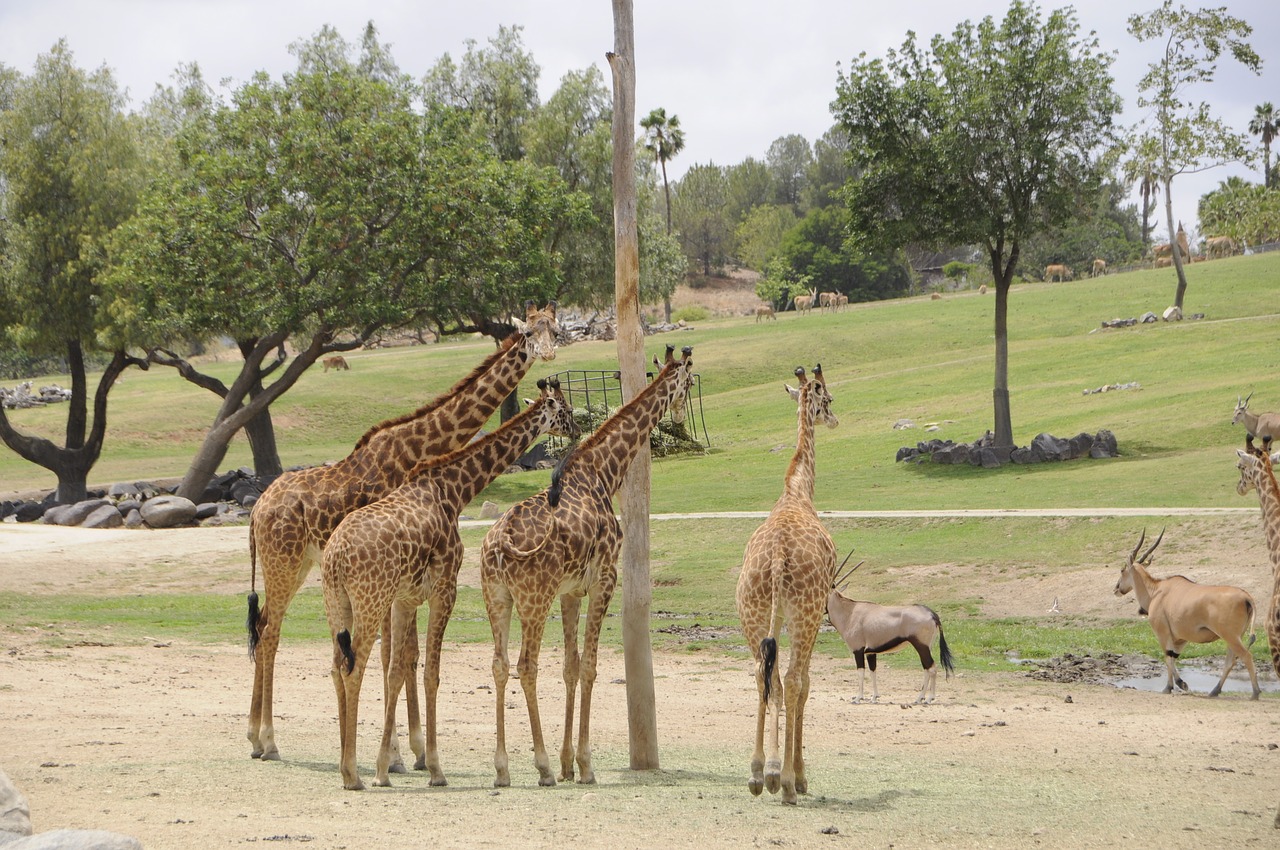 giraffes  wild  zoo free photo