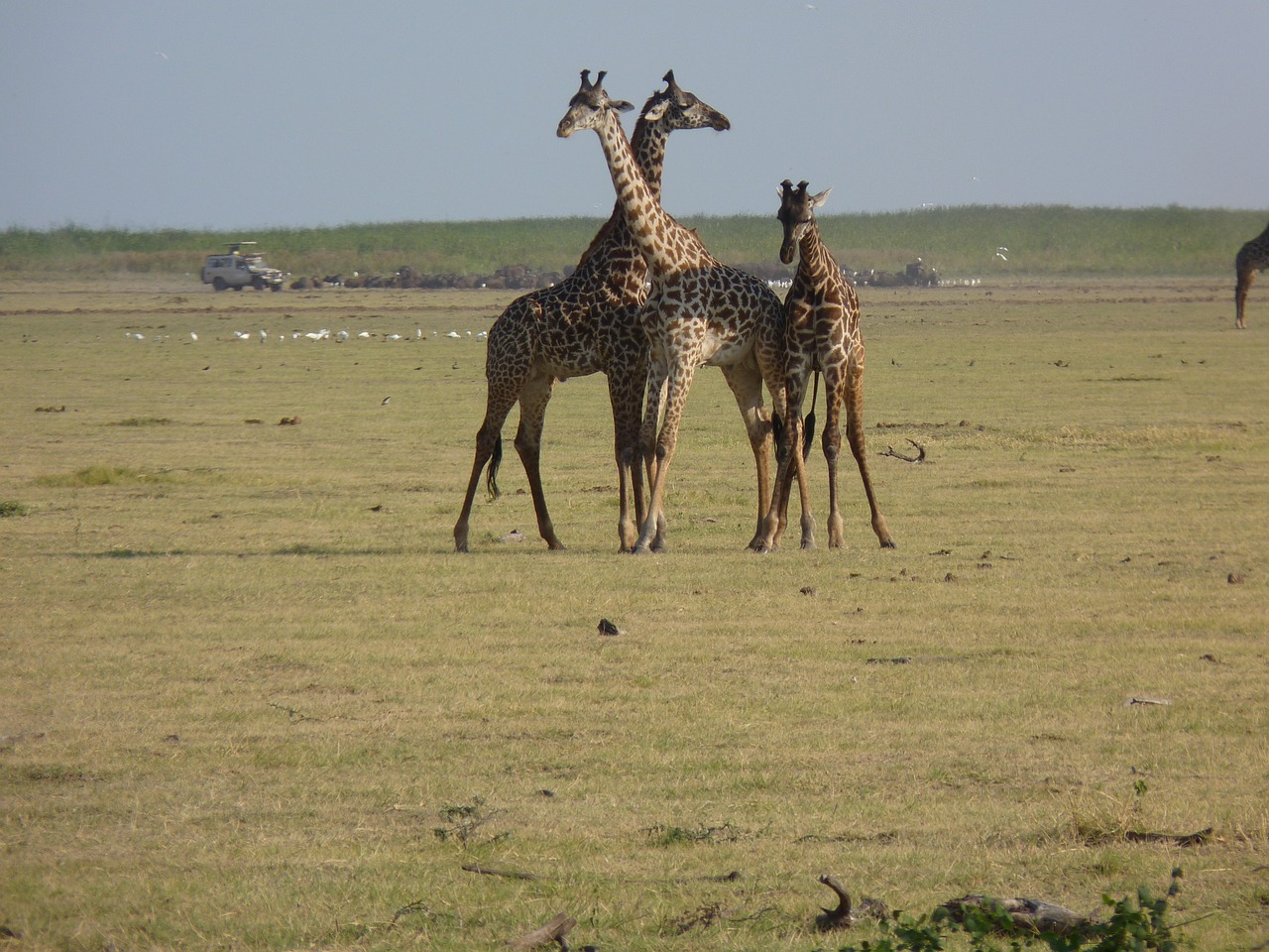 giraffes savannah africa free photo