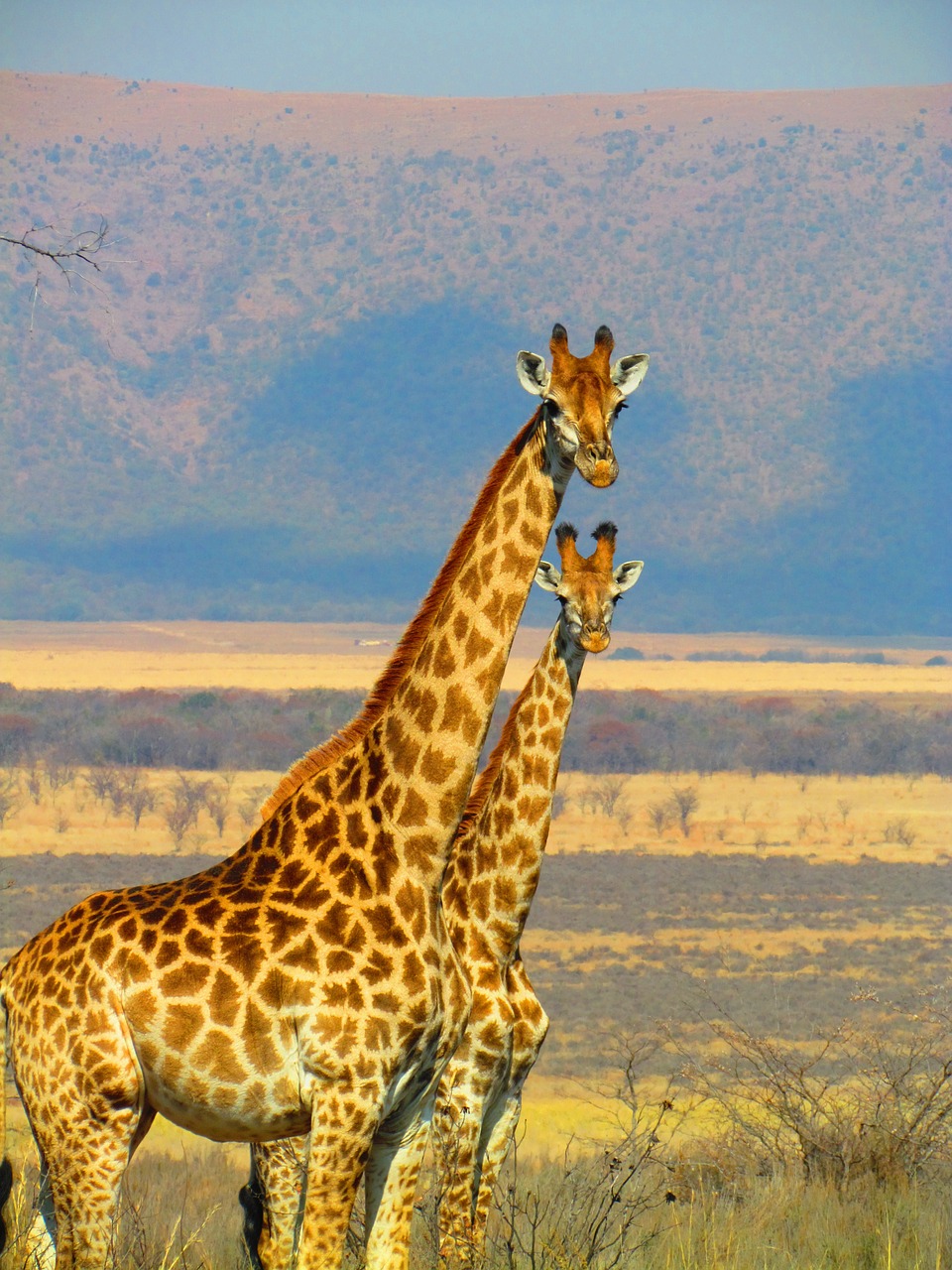 giraffes south africa safari free photo