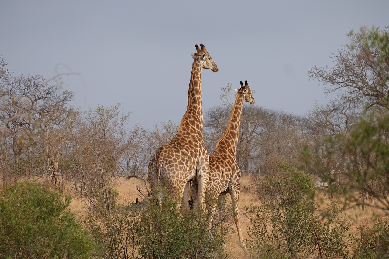 giraffes  south africa  safari free photo