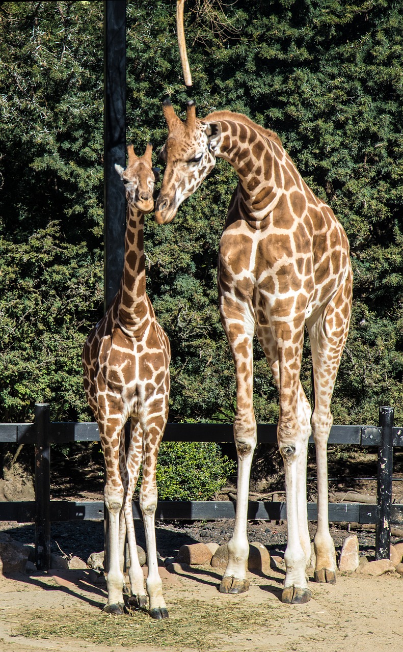 giraffes  mother and child  love free photo