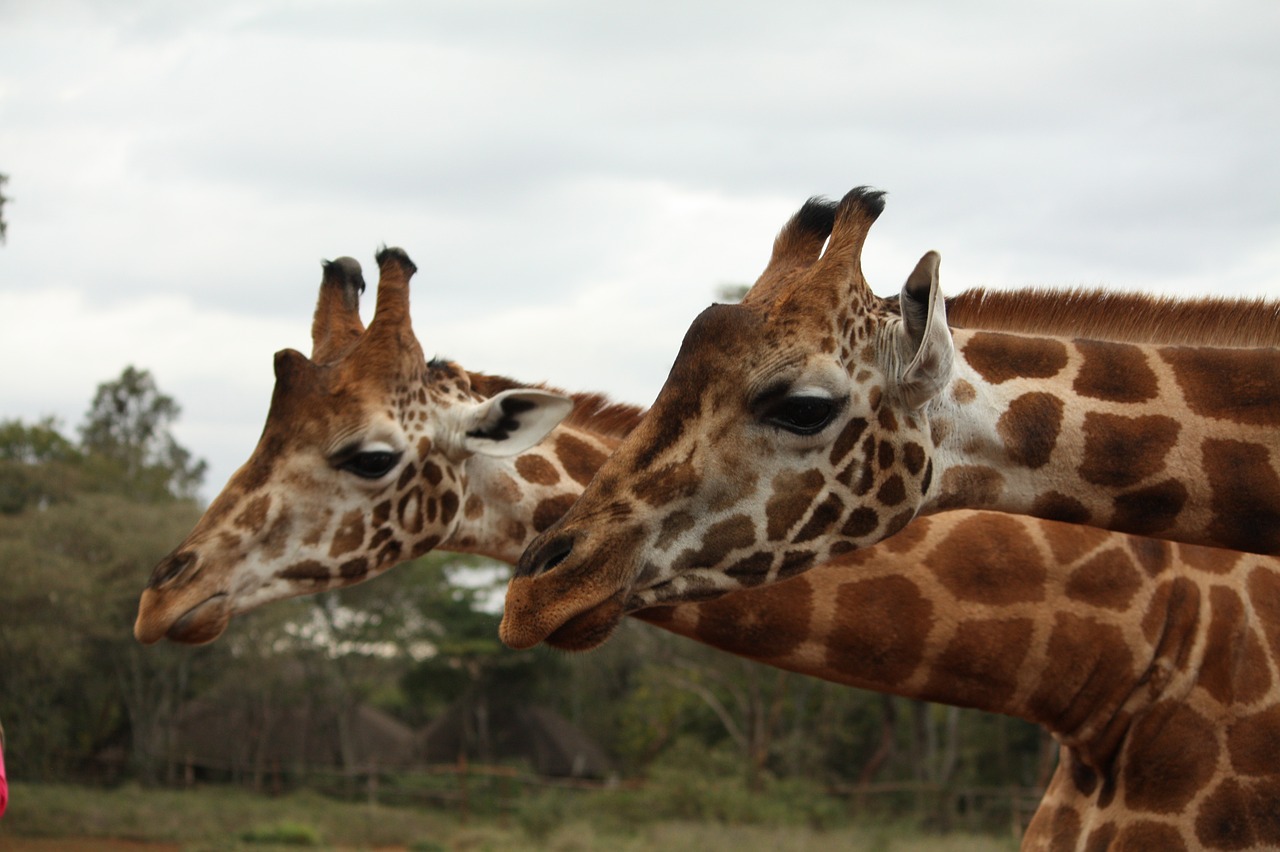 giraffes  africa  kenya free photo