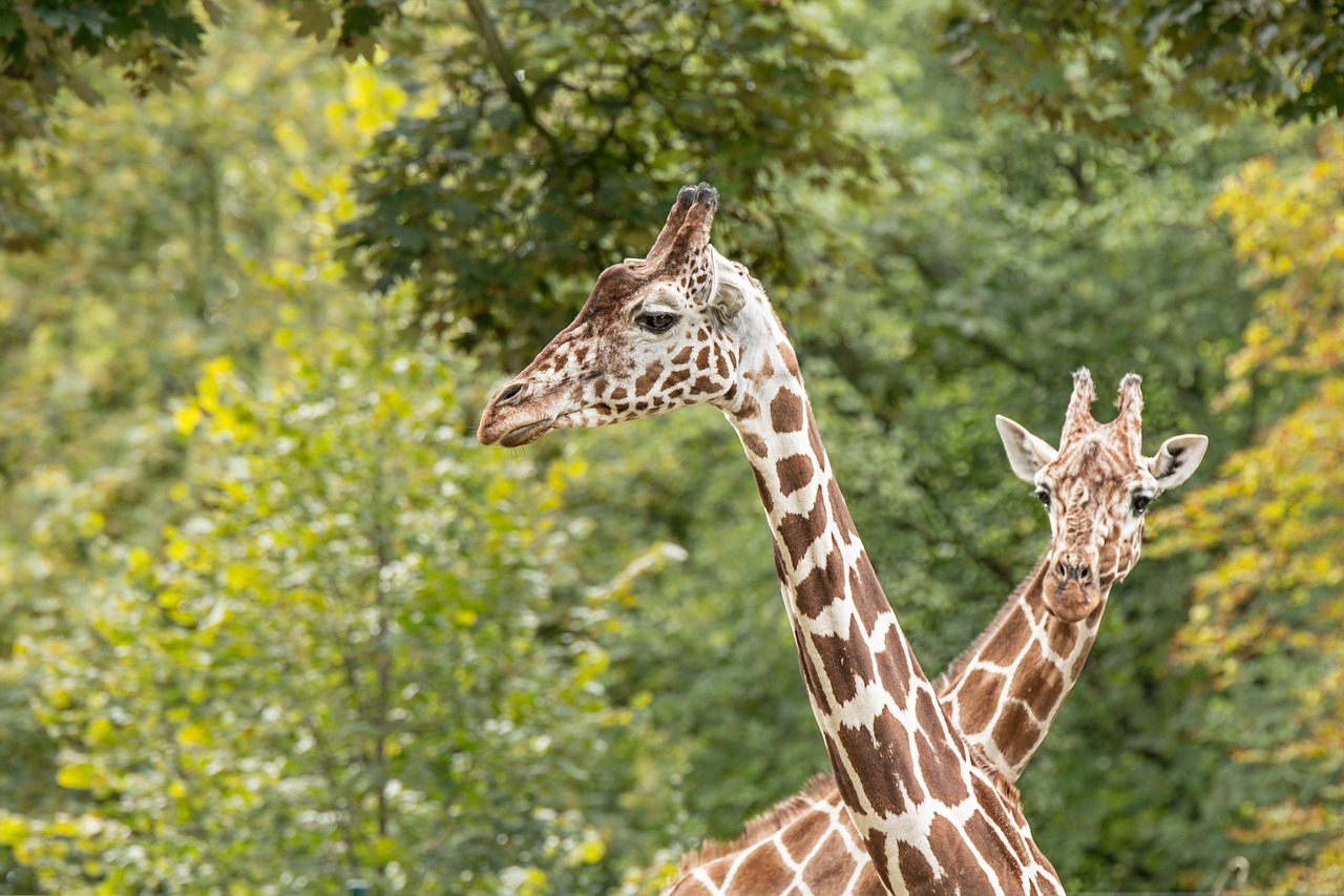 giraffes zoo safari free photo