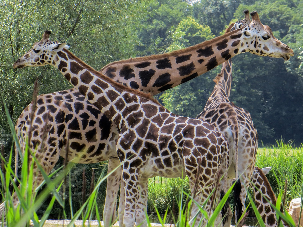 giraffes animals neck free photo