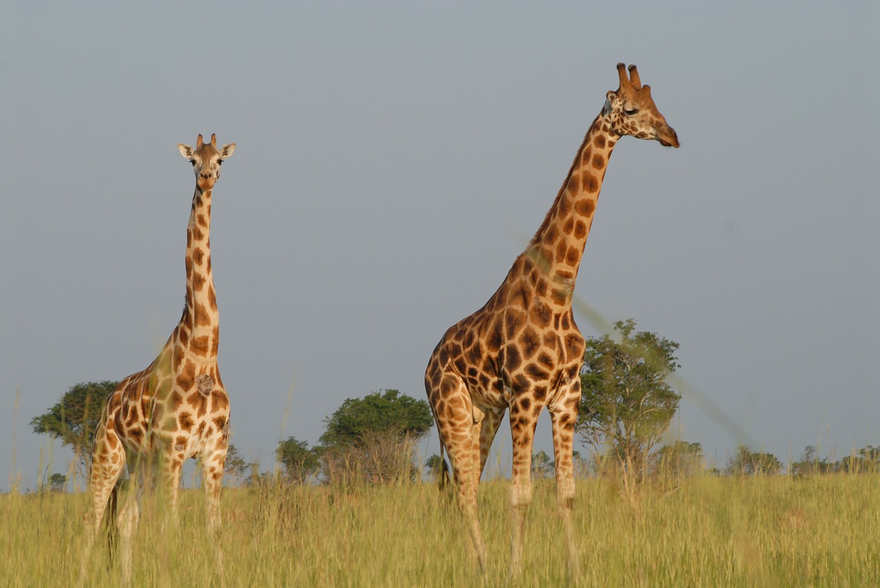 giraffes safari uganda free photo