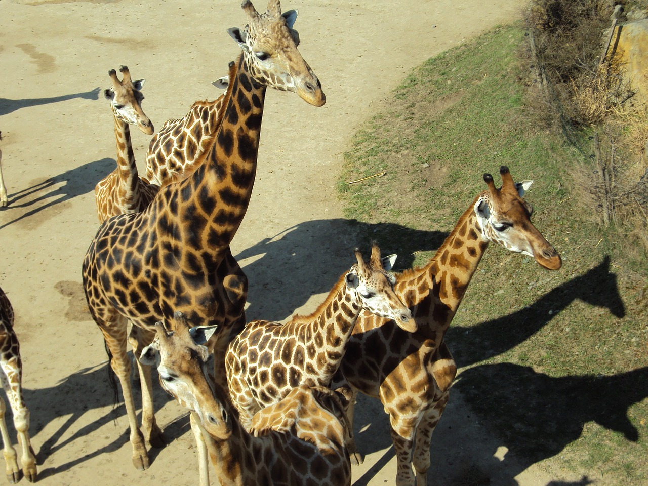 giraffes animals zoo free photo