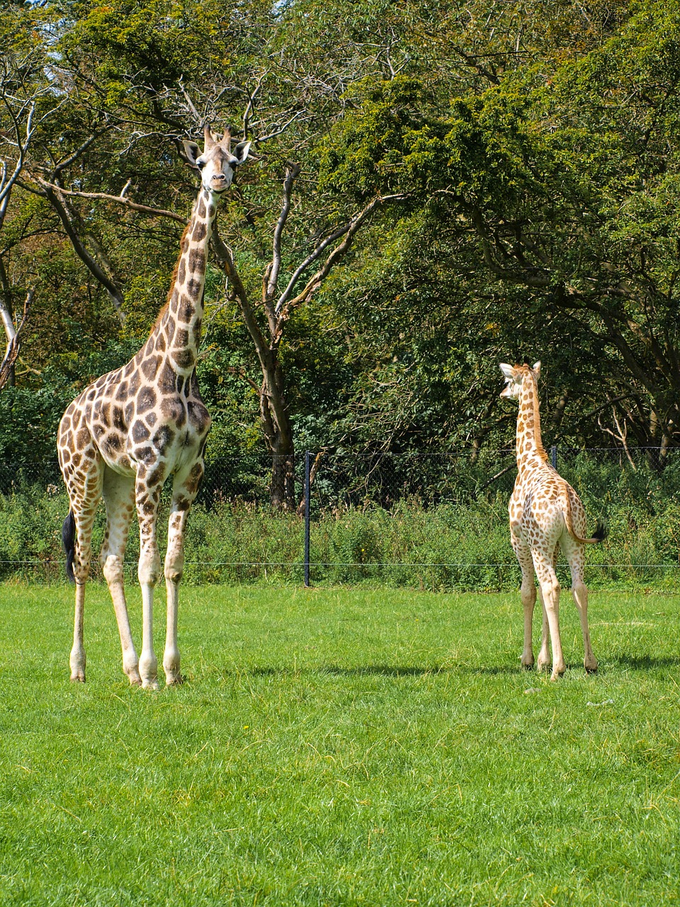 giraffes young wildlife park free photo