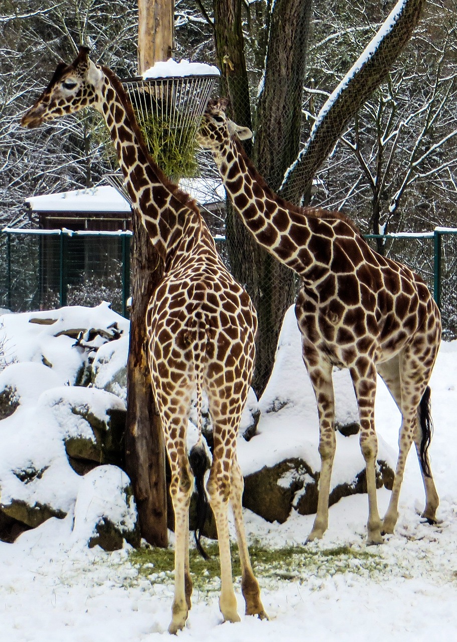 giraffes tiergarten winter free photo