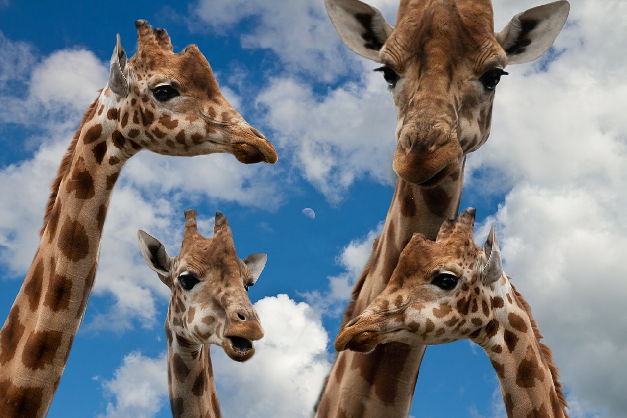 giraffes family education free photo
