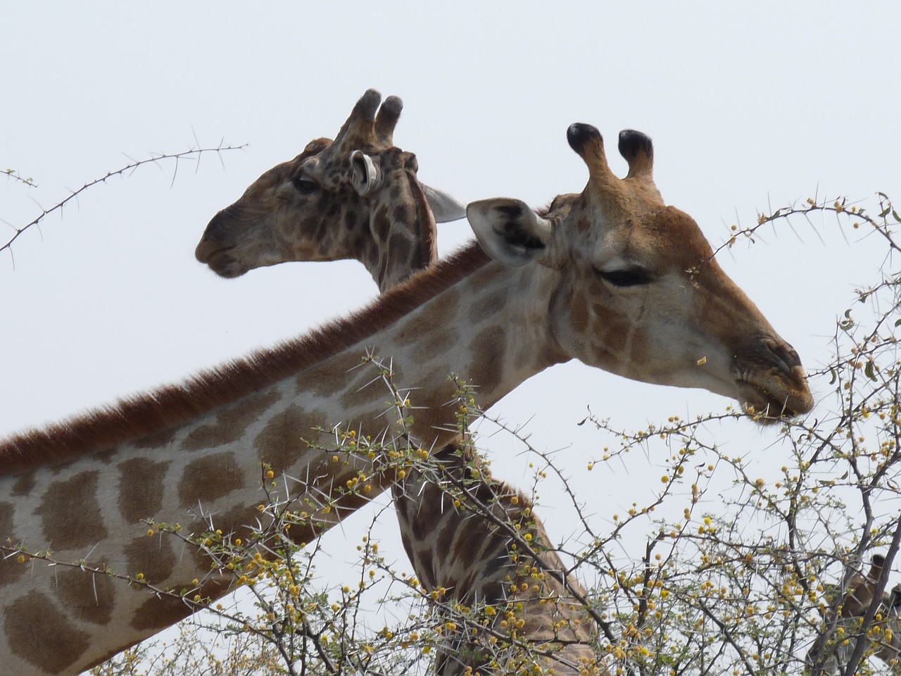 giraffes etosha namibia free photo