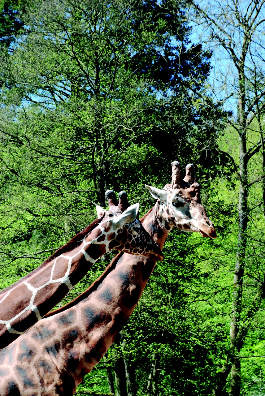 giraffes zoo neck free photo