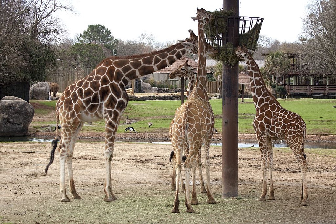 giraffes eating feeding free photo