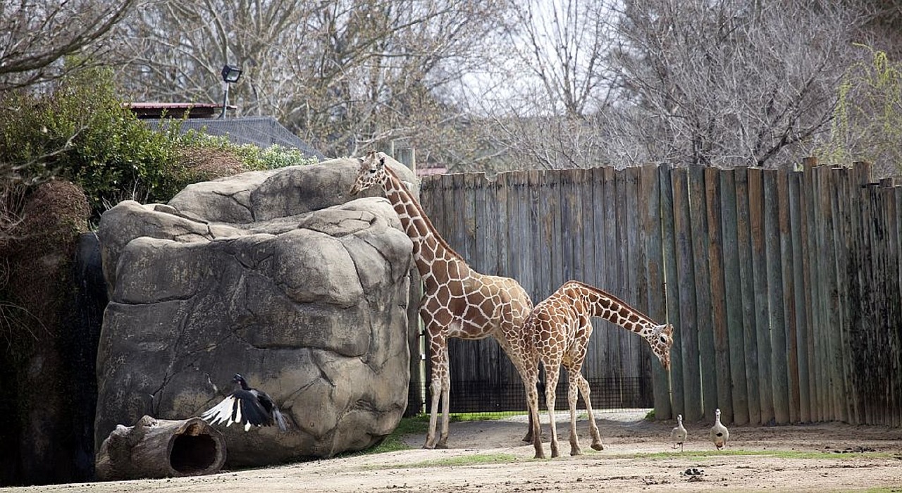 giraffes standing zoo free photo