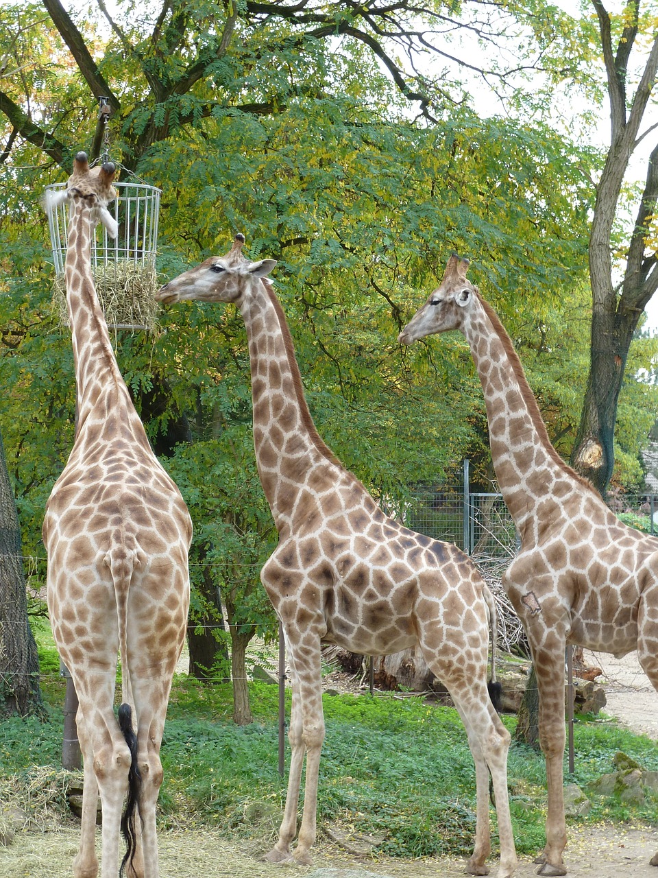 giraffes zoo africa free photo