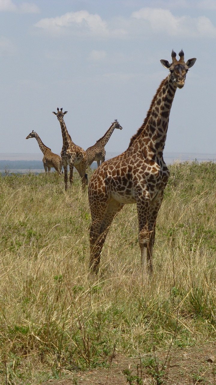giraffes africa safari free photo