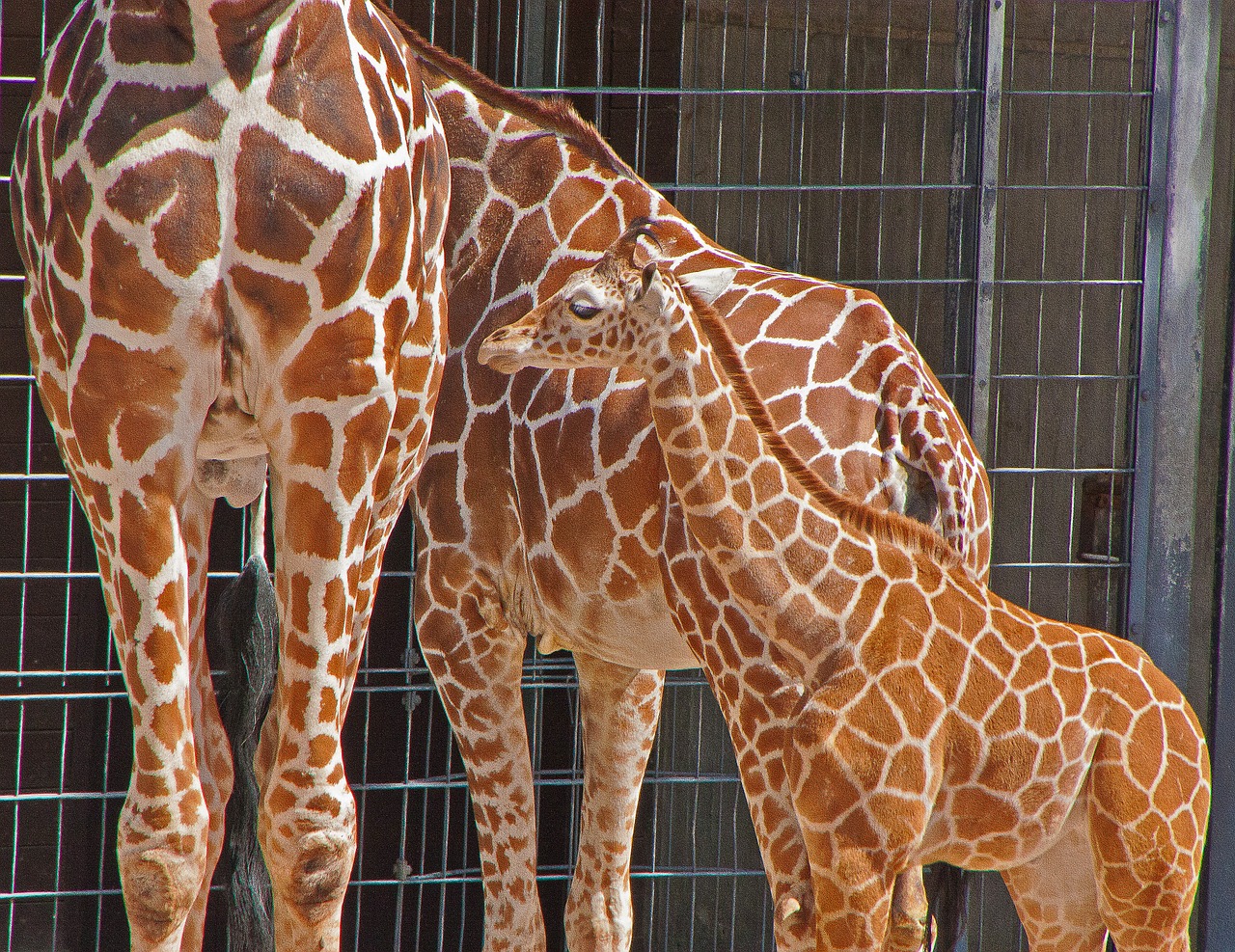 giraffes wilhelma stuttgart free photo