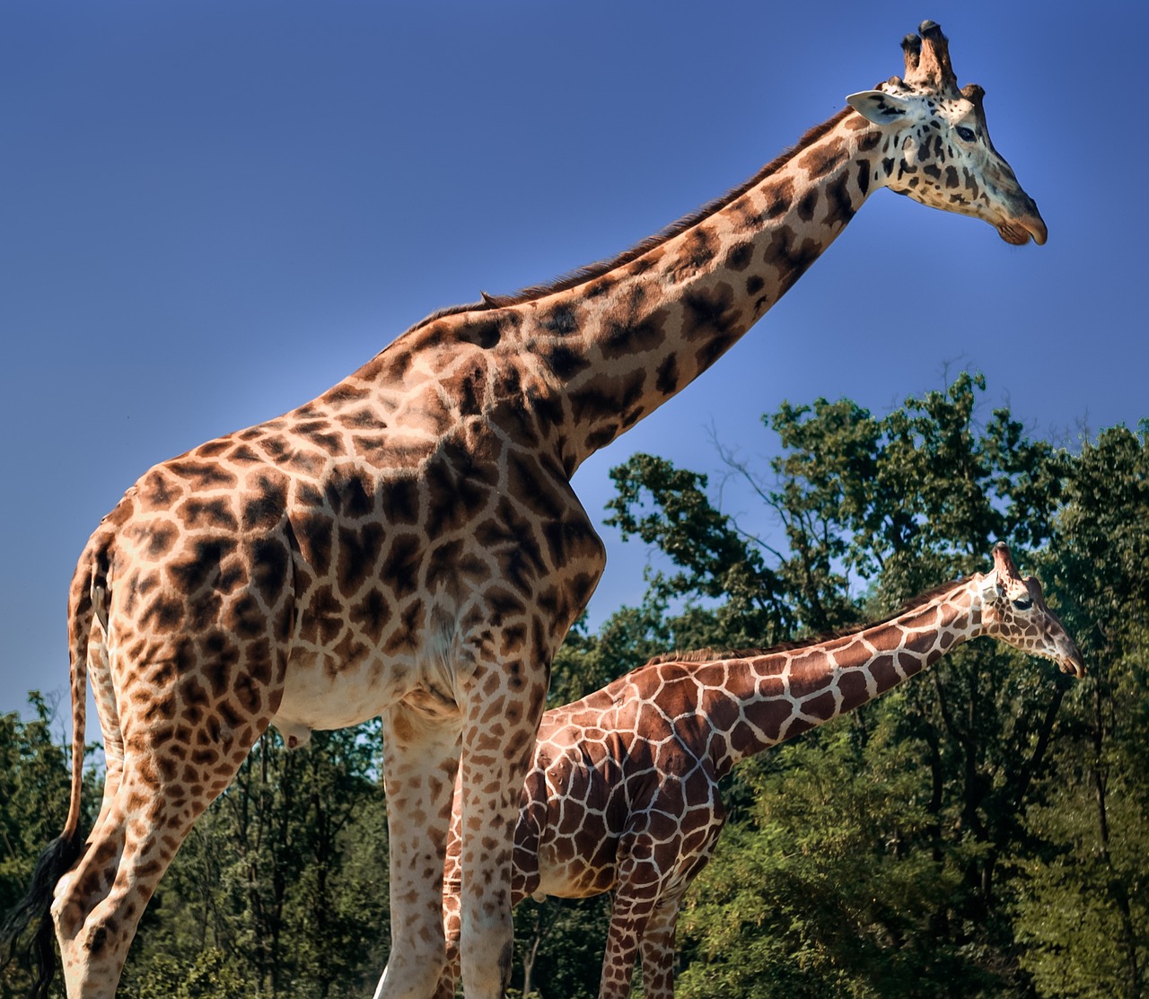 giraffes safari varallo pombia free photo