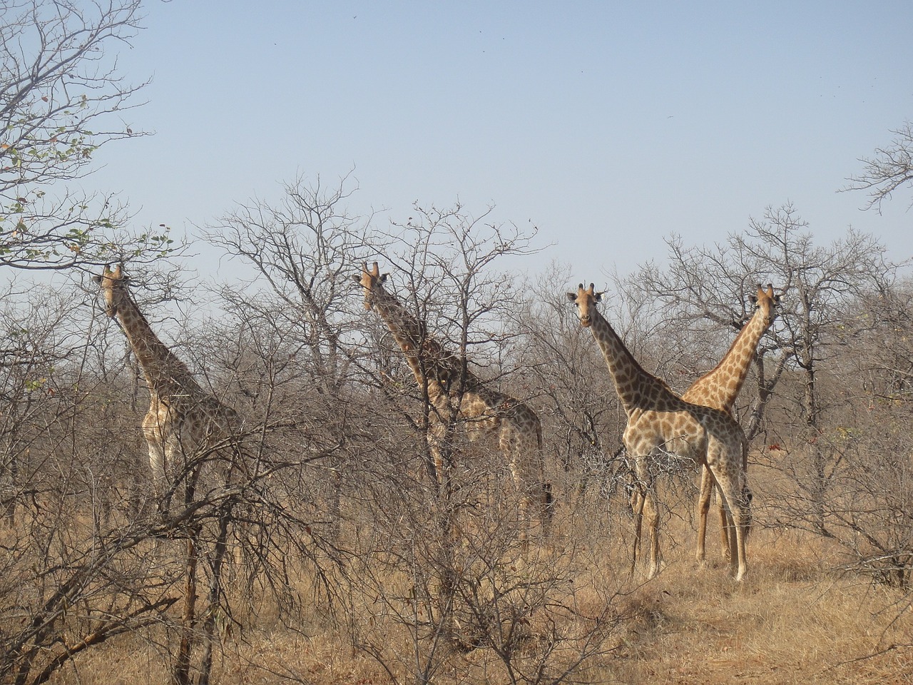giraffes africa national park free photo
