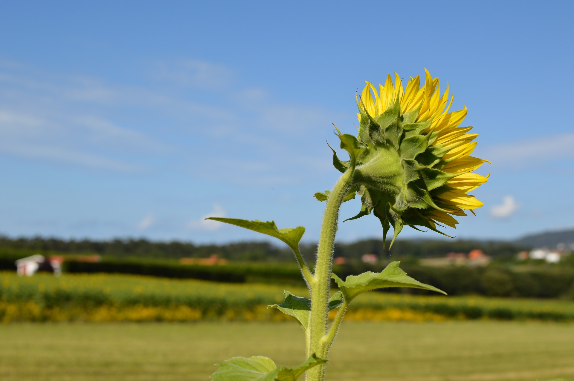 sunflower outdoors sunflower sun free photo