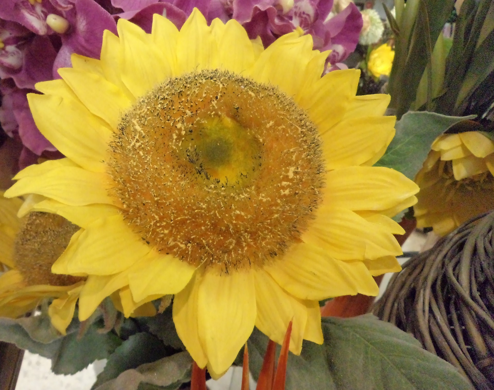 flower sunflower yellow flower free photo