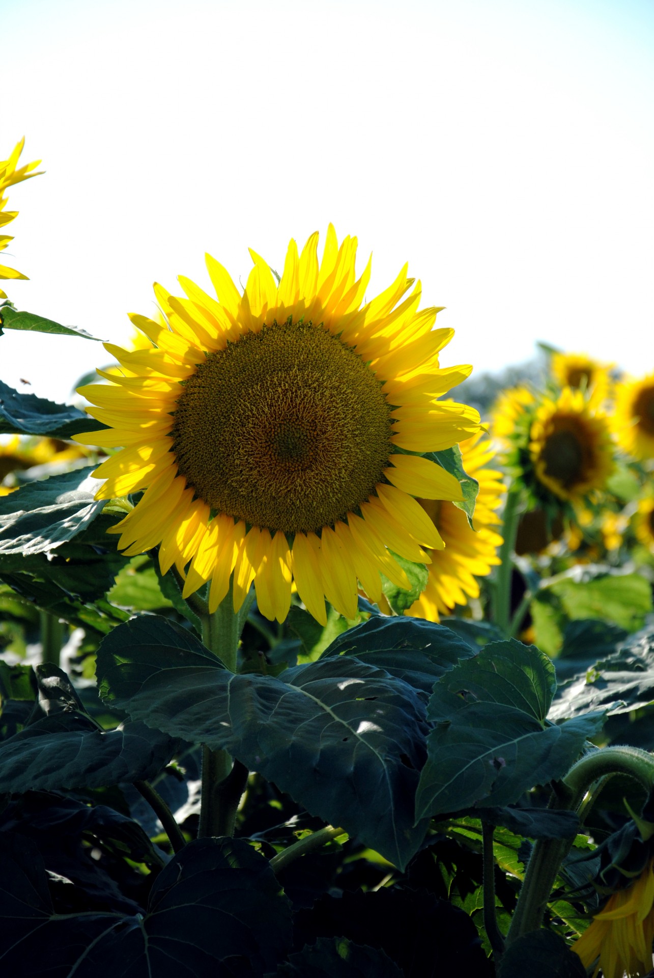 sunflower field summer free photo