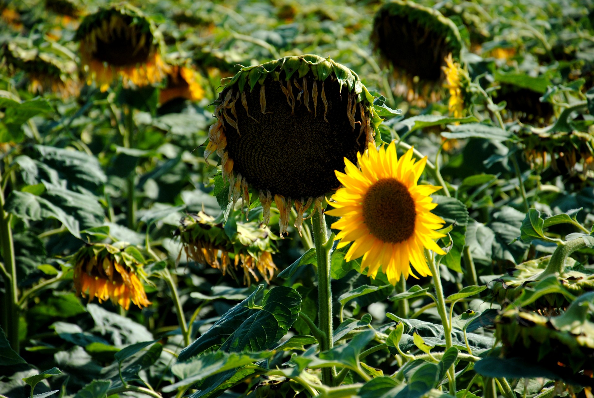 sunflower flower plants free photo