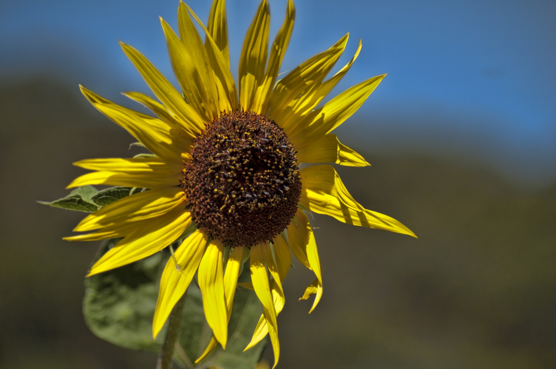 flower yellow sunflower free photo