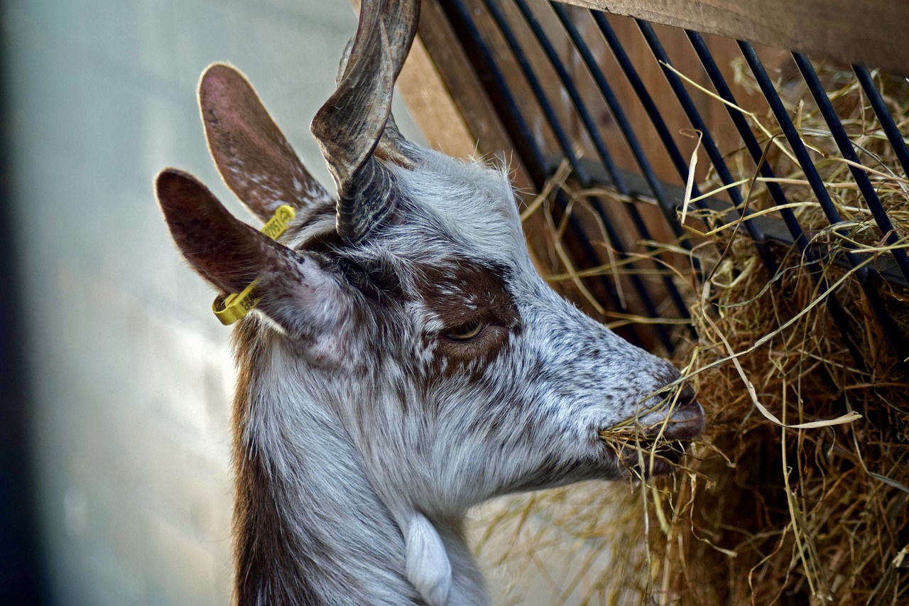 girgentana goat the animal park arche warder livestock free photo