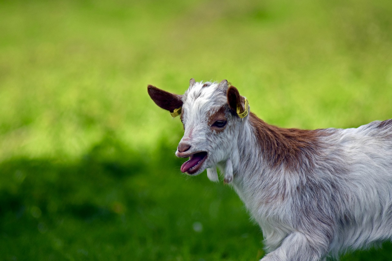 girgentana goat kid up free photo