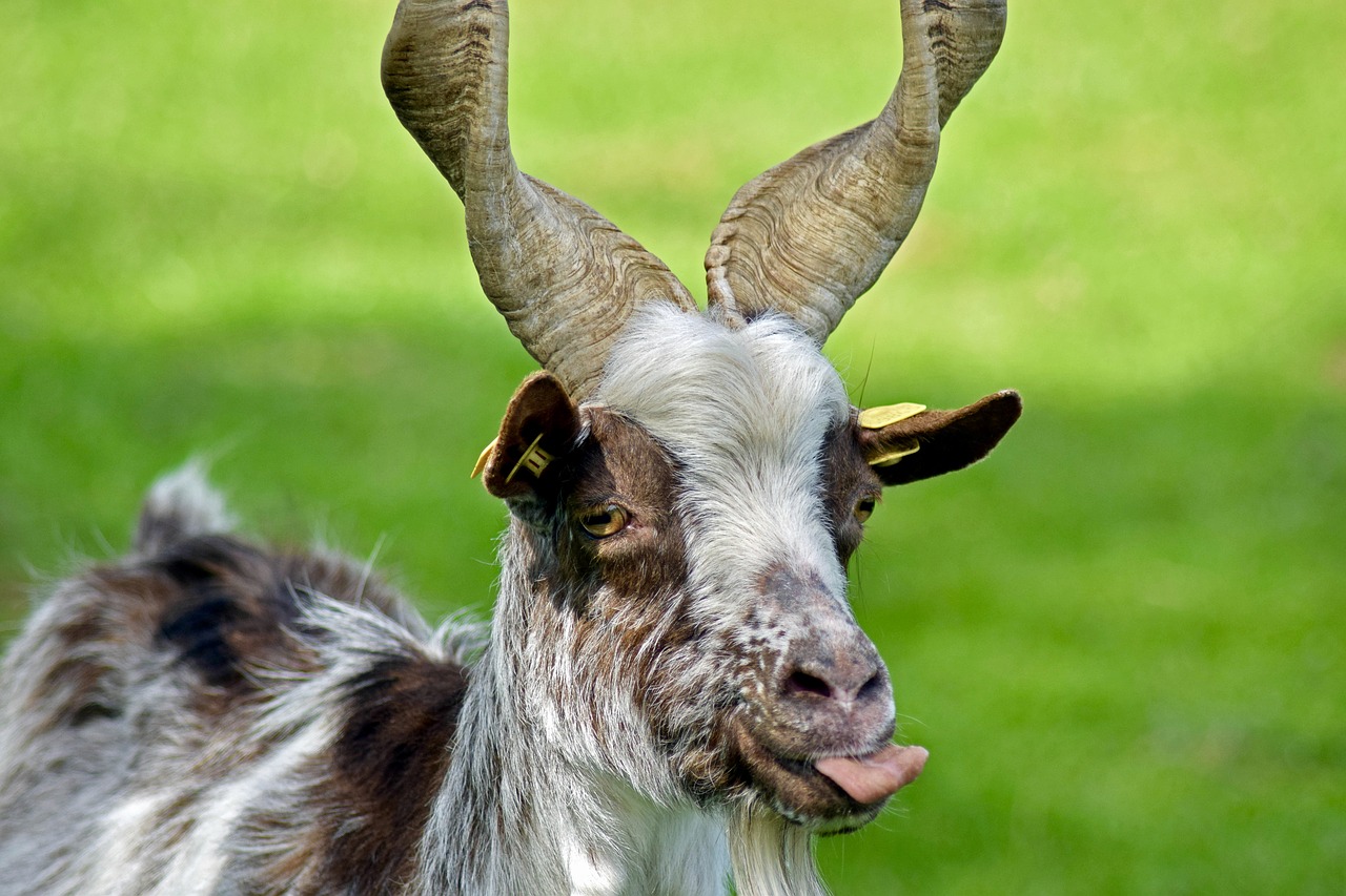 girgentana goat livestock licking free photo