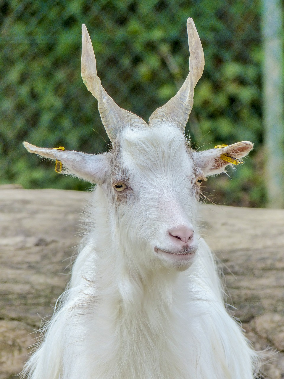 girgentana goat goat animal free photo