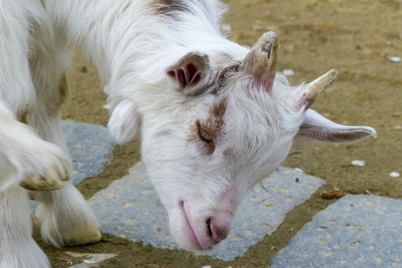 girgentana goat animal goat free photo