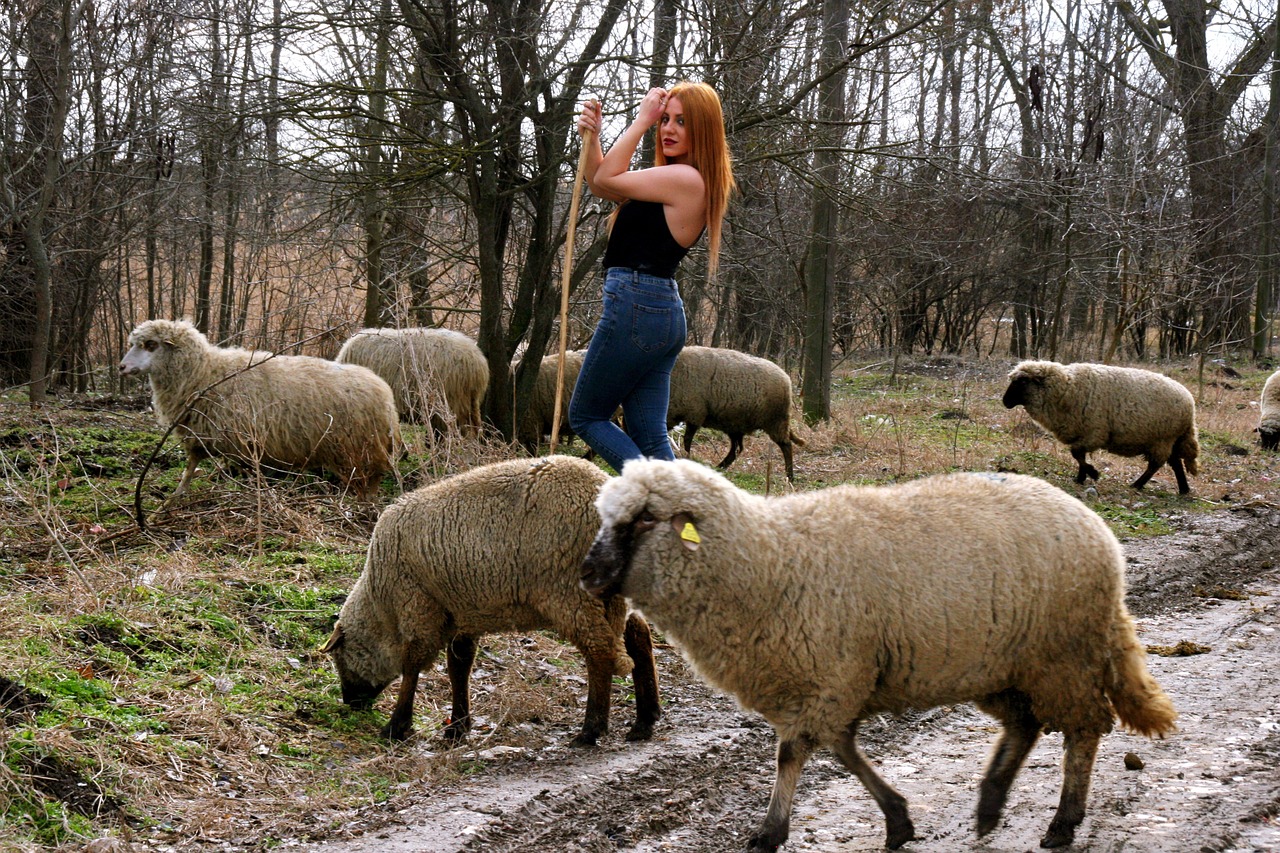 girl sheep the flock free photo
