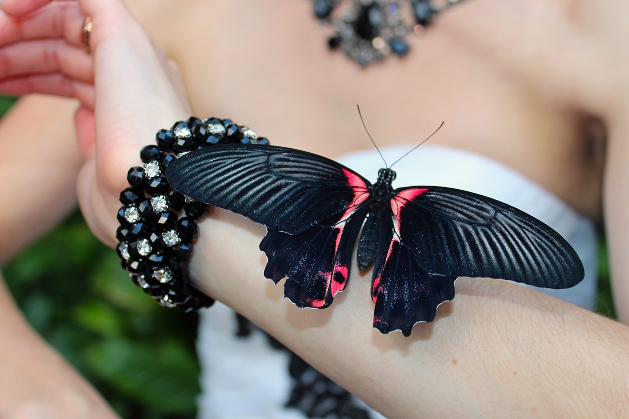 girl butterfly bracelet free photo