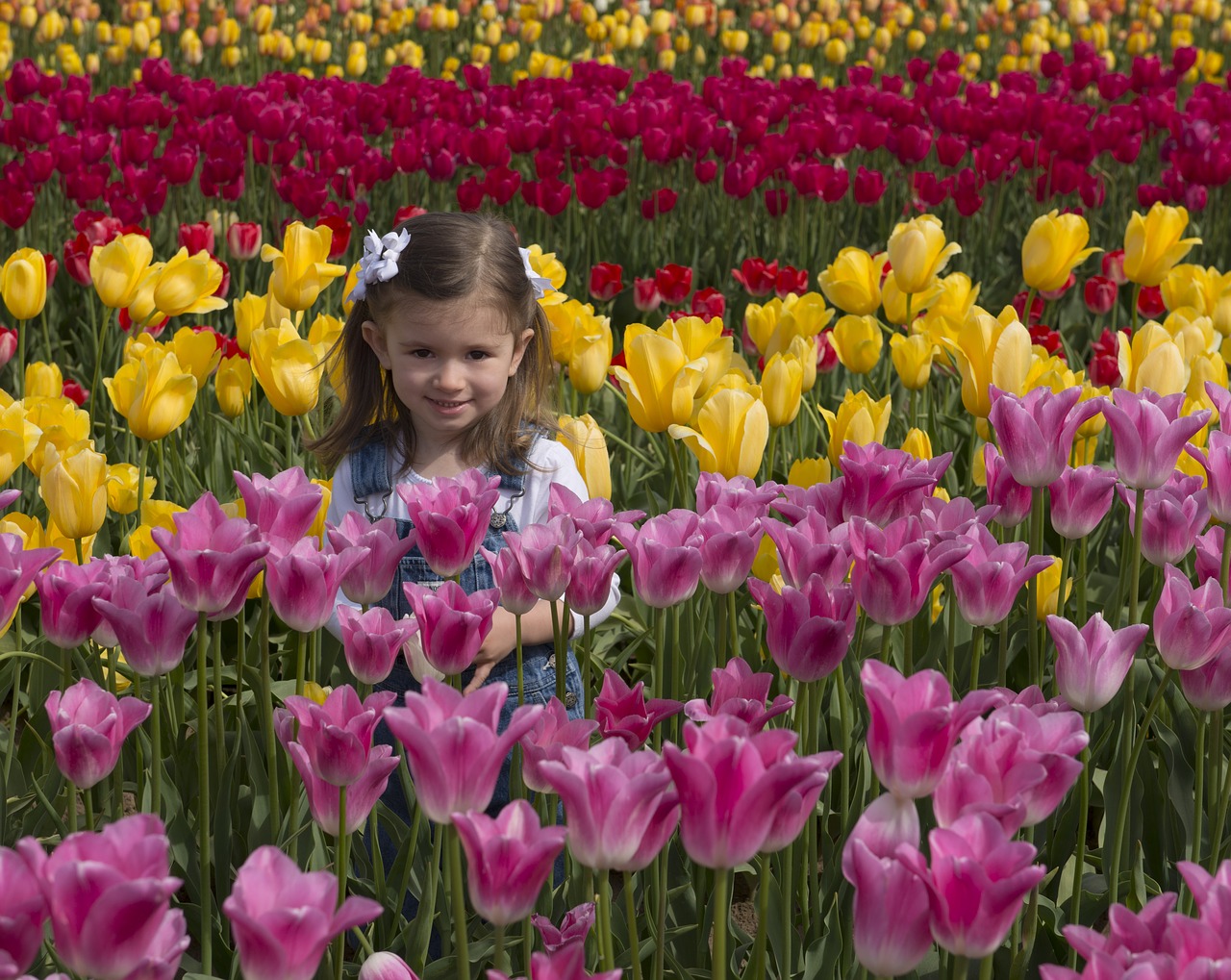 girl flowers tulips free photo